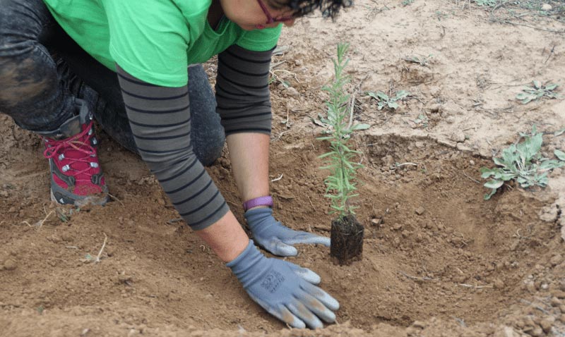Team Microsoft planting trees in Madrid