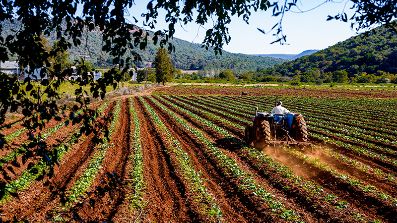 Real people. Senior male farmer driving tractor to plow through planted rows in farm field in South Africa.